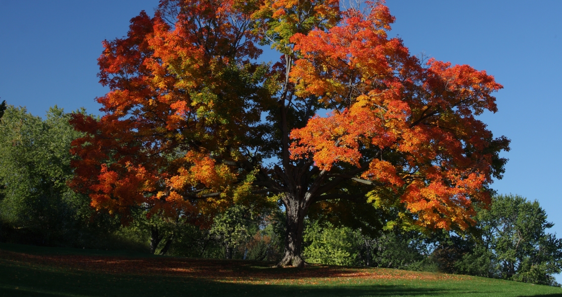 fall colors tree